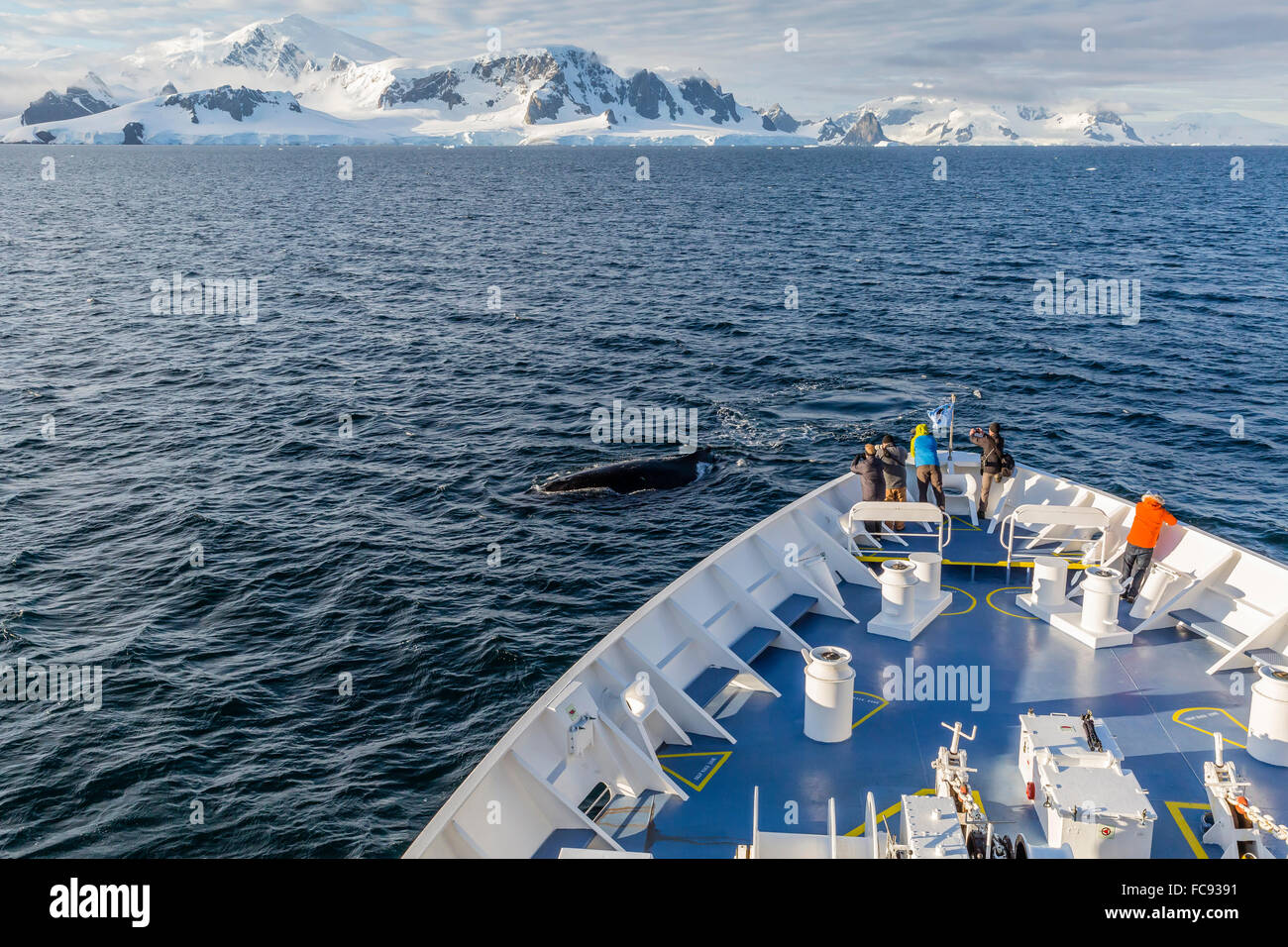 Buckelwal vor dem Bug des Schiffes Lindblad Expeditions National Geographic Orion Cuverville Island Stockfoto