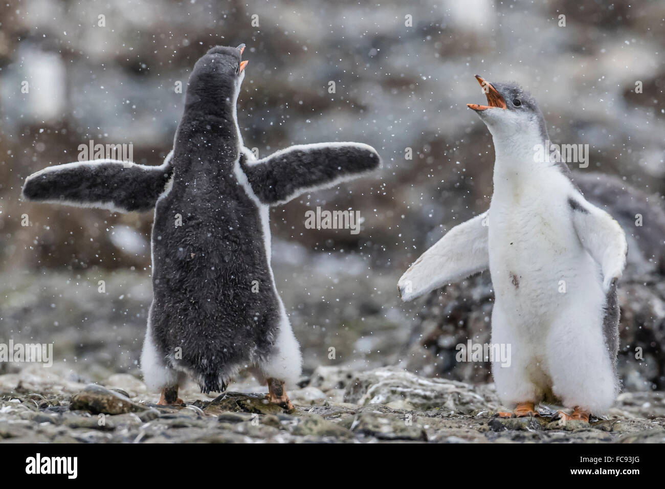 Gentoo Pinguinküken (Pygoscelis Papua) in ekstatische Anzeige bei Brown Bluff, Antarktis, Polarregionen Stockfoto