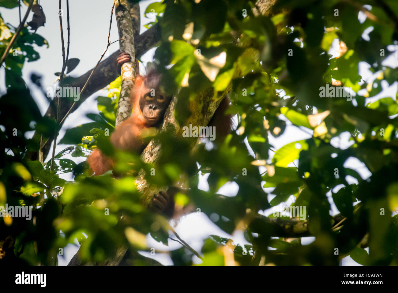 Wildes Jungmännchen bornean Orangutan (Pongo pygmaeus morio) gucken durch Baumblätter im Kutai Nationalpark. Stockfoto