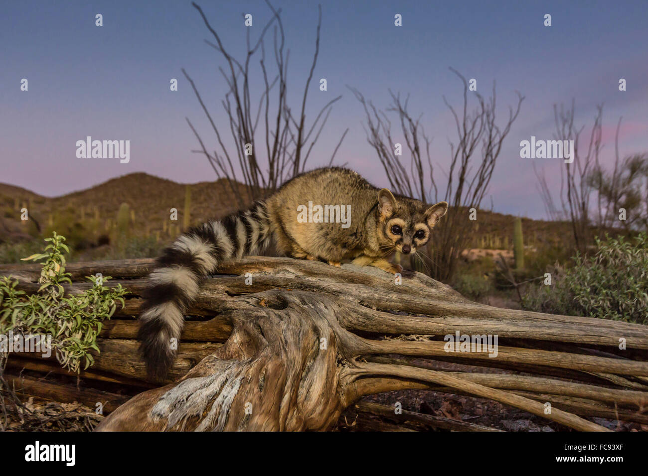 Captive Ringtail (Bassariscus Astutus) bei Sonnenuntergang, Arizona-Sonora Desert Museum, Tucson, Arizona, Vereinigte Staaten von Amerika Stockfoto