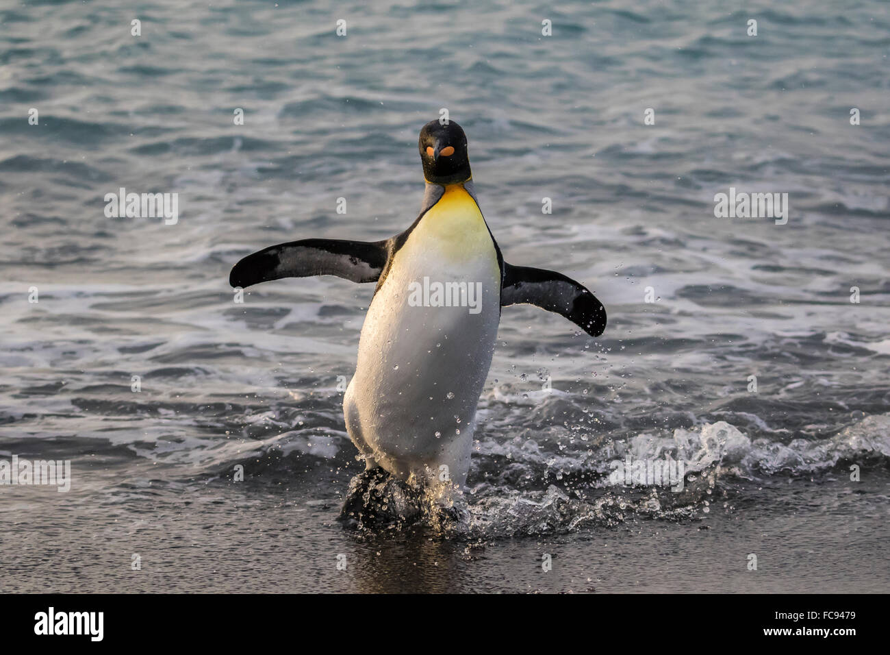 König Pinguin (Aptenodytes Patagonicus) wieder aus dem Meer bei Gold Harbour, Südgeorgien, Polarregionen Stockfoto