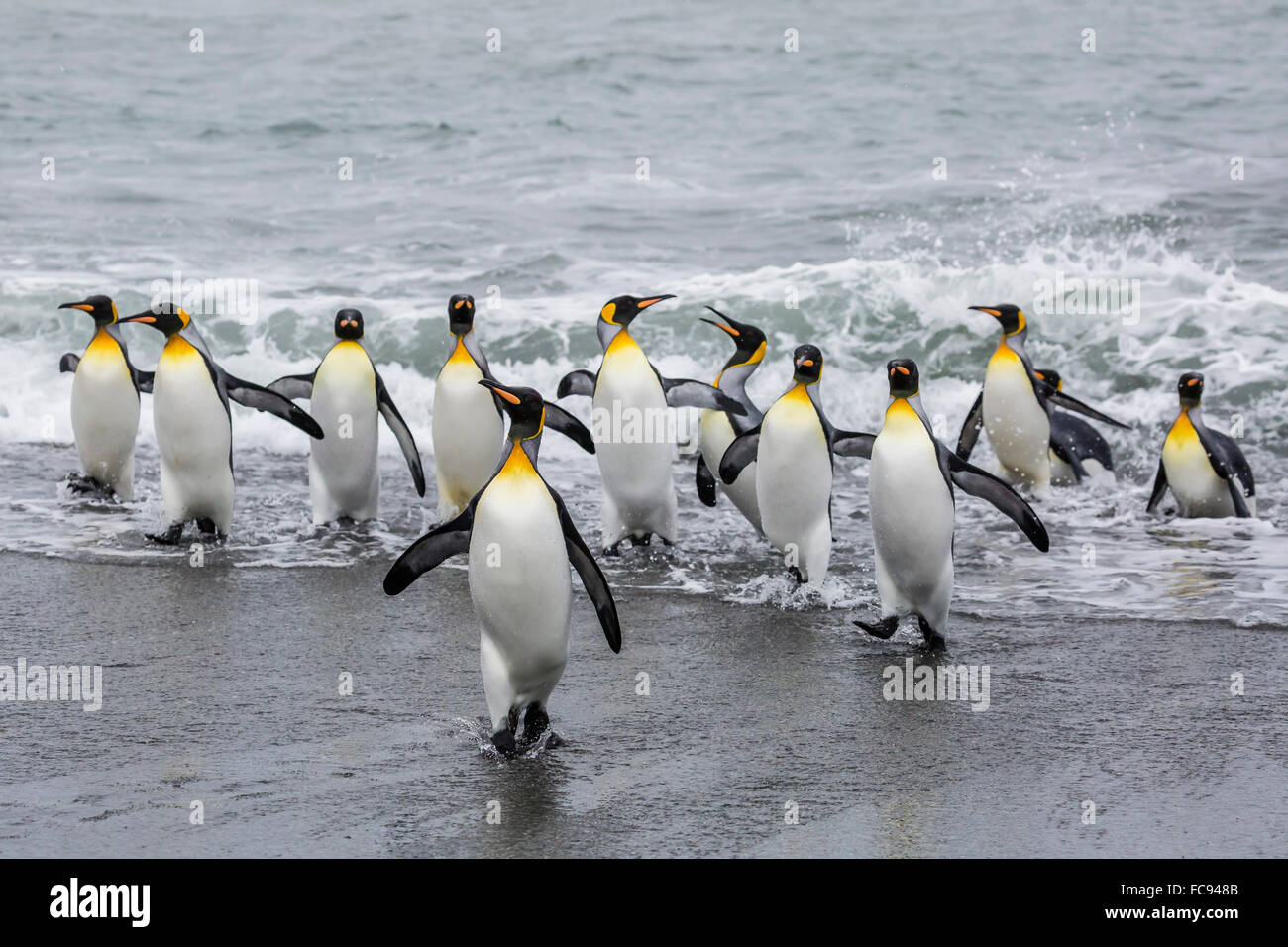 Erwachsenen König Penguins (Aptenodytes Patagonicus) Rückkehr aus dem Meer bei St. Andrews Bay, Süd-Georgien, Polarregionen Stockfoto