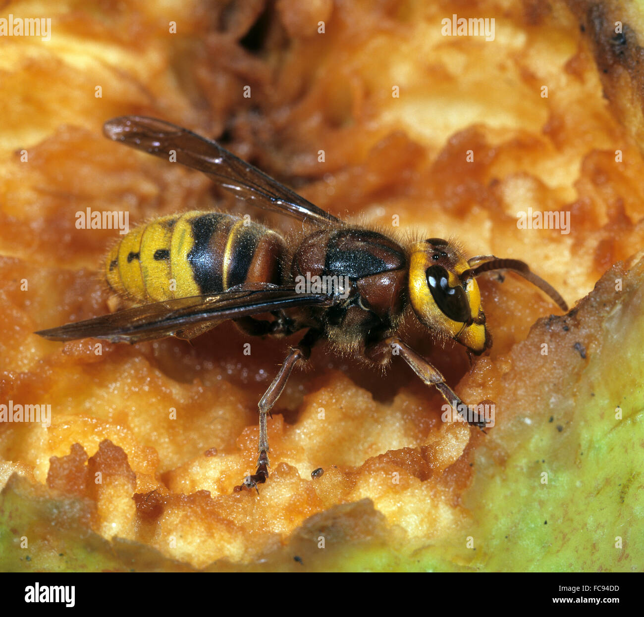 Europäische Hornets (Vespra Crabro) auf Geldsegen. Deutschland Stockfoto