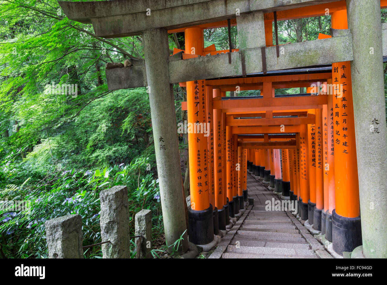 Fushimi Inari-Taisha, Shinto-Schrein, vermilion Torii Toren Linie Pfade im Wald Wald am Mount Inari, Kyoto, Japan, Asien Stockfoto