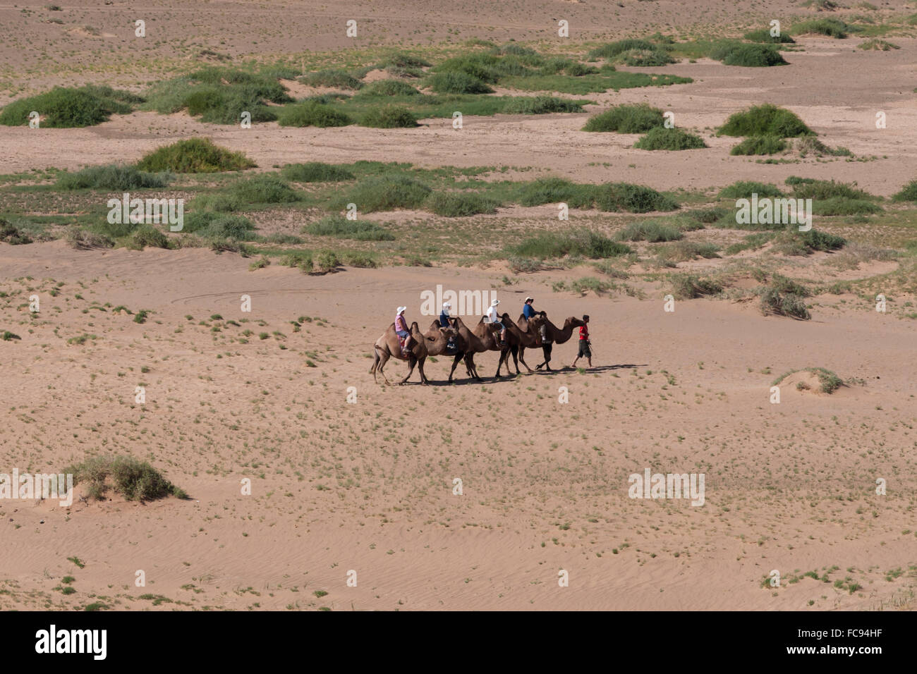 Touristen auf baktrischen Kamel trainieren Kreuz sandige Landschaft, erhöhten Blick im Sommer, Khongoryn Els Sanddünen, Wüste Gobi, Mongolei Stockfoto