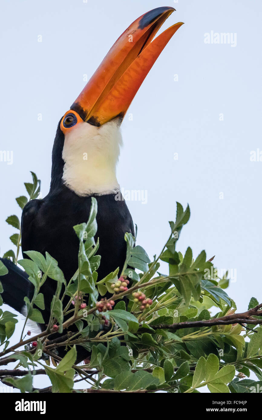 Riesentukan (Ramphastos Toco), Fütterung in Iguazu Falls National Park, Misiones, Argentinien, Südamerika Stockfoto