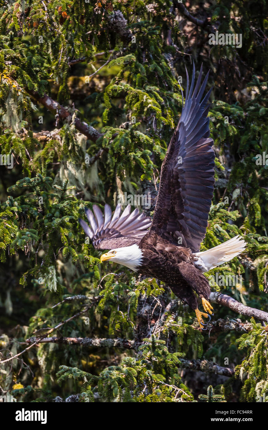 Erwachsenen Weißkopf-Seeadler (Haliaeetus Leucocephalus), See Eva, Baranof Island, südöstlichen Alaska, Vereinigte Staaten von Amerika, Nordamerika Stockfoto