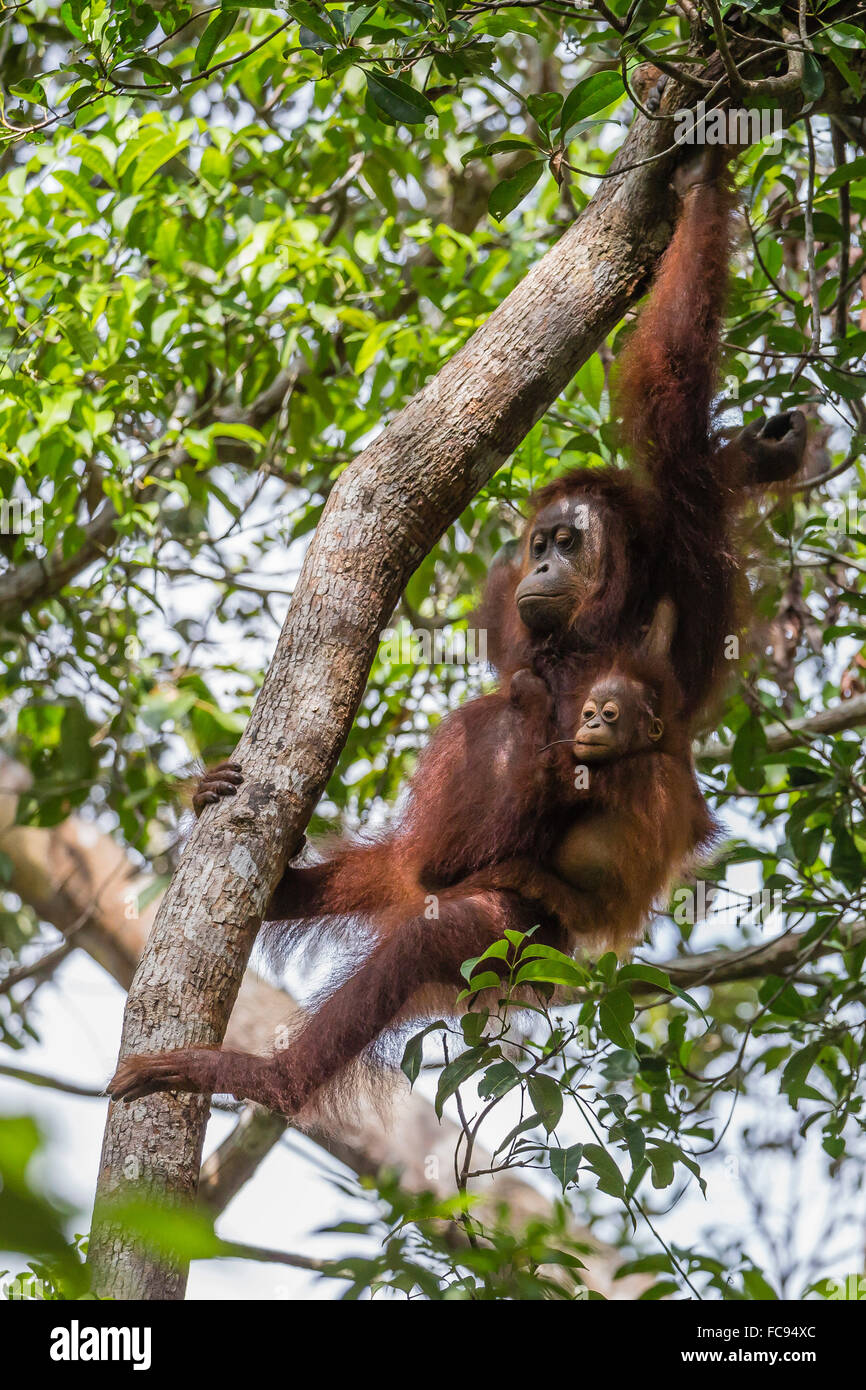 Wieder Mutter und Säugling Orang-Utan (Pongo Pygmaeus) im Baum in Tanjung Puting Nationalpark, Borneo, Indonesien Stockfoto