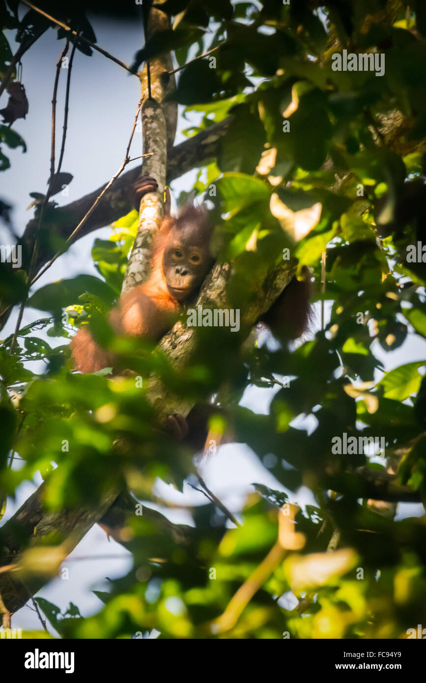 Wildes, juveniles Männchen aus dem Nordosten borneas-Orang-Utan (Pongo pygmaeus morio), das durch Baumblätter im Kutai-Nationalpark, Ost-Kalimantan, Indonesien, guckt. Stockfoto