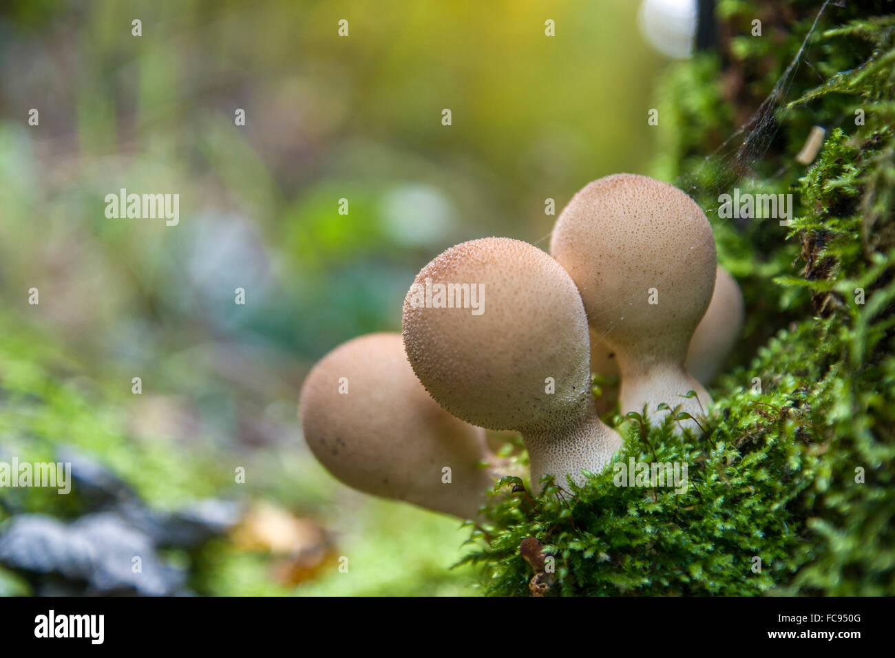 Birnenförmige Puffball (Lycoperdon Pyriforme), Sachsen, Deutschland Stockfoto