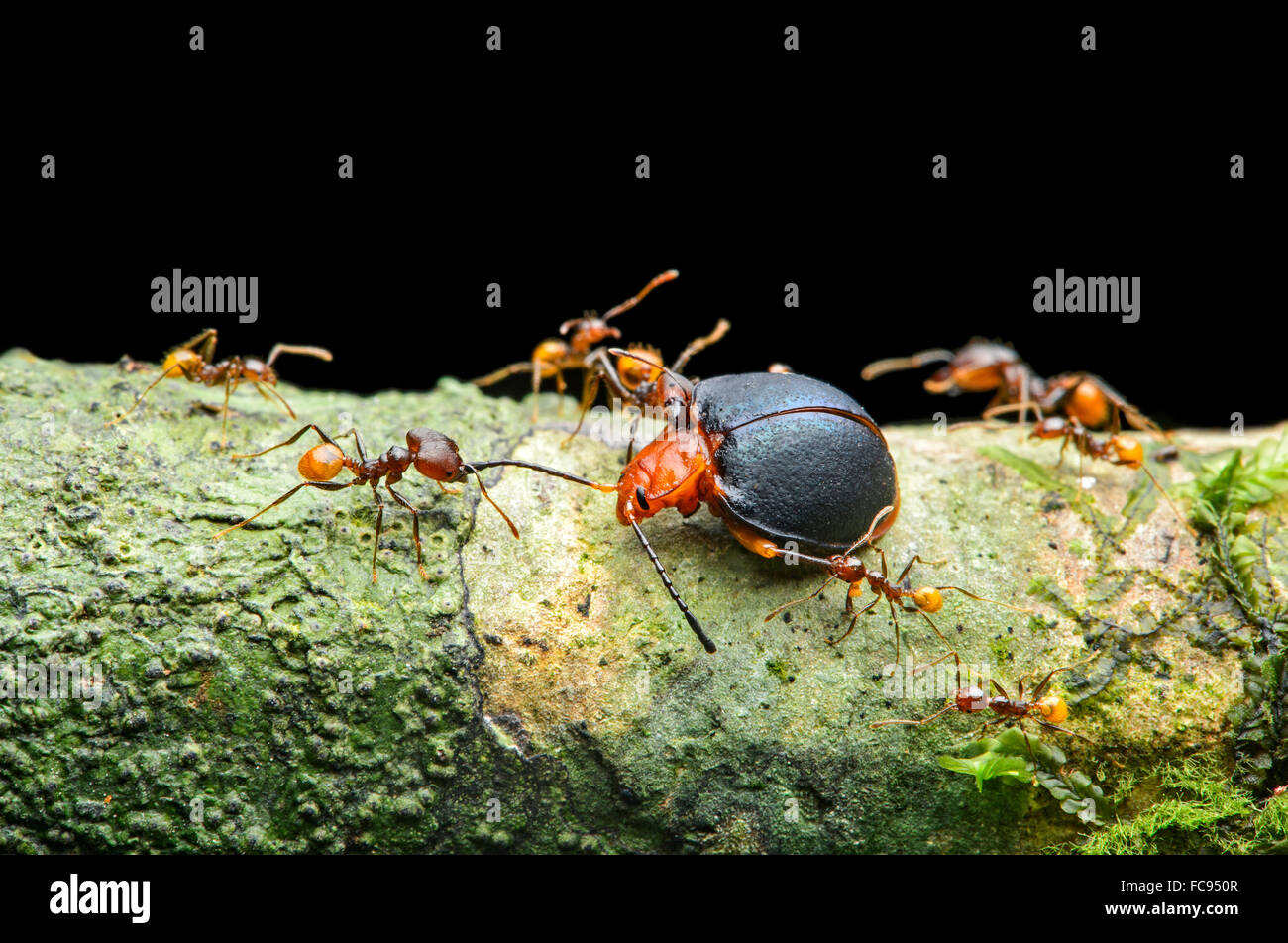 Ameise (Pheidole SP.), Arbeiter, Angriff auf einen Pilz Käfer (Endomychidae), Amazonas-Regenwald, Yasuni-Nationalpark in Ecuador Stockfoto