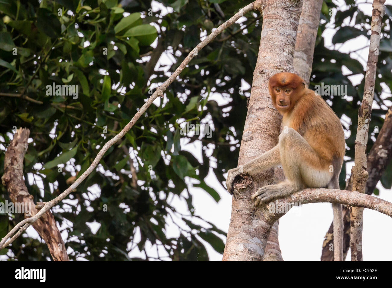 Nasenaffe (Nasalis Larvatus) endemisch auf Borneo, Tanjung Puting Nationalpark, Borneo, Indonesien, Südostasien, Asien Stockfoto