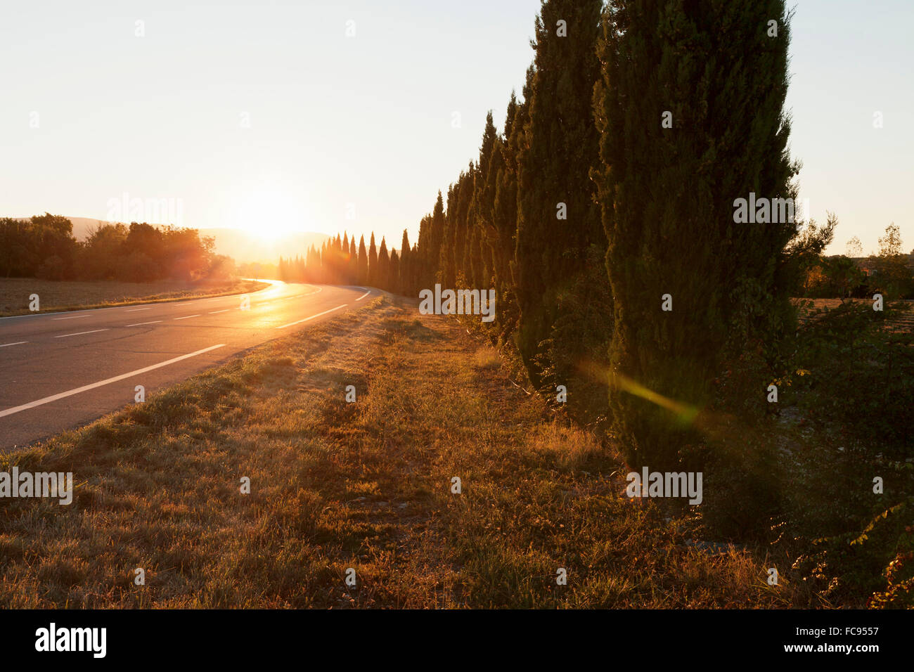Allee der Zypressen entlang einer Straße bei Sonnenuntergang, Gordes, Provence, Provence-Alpes-Cote d ' Azur, Frankreich, Europa Stockfoto