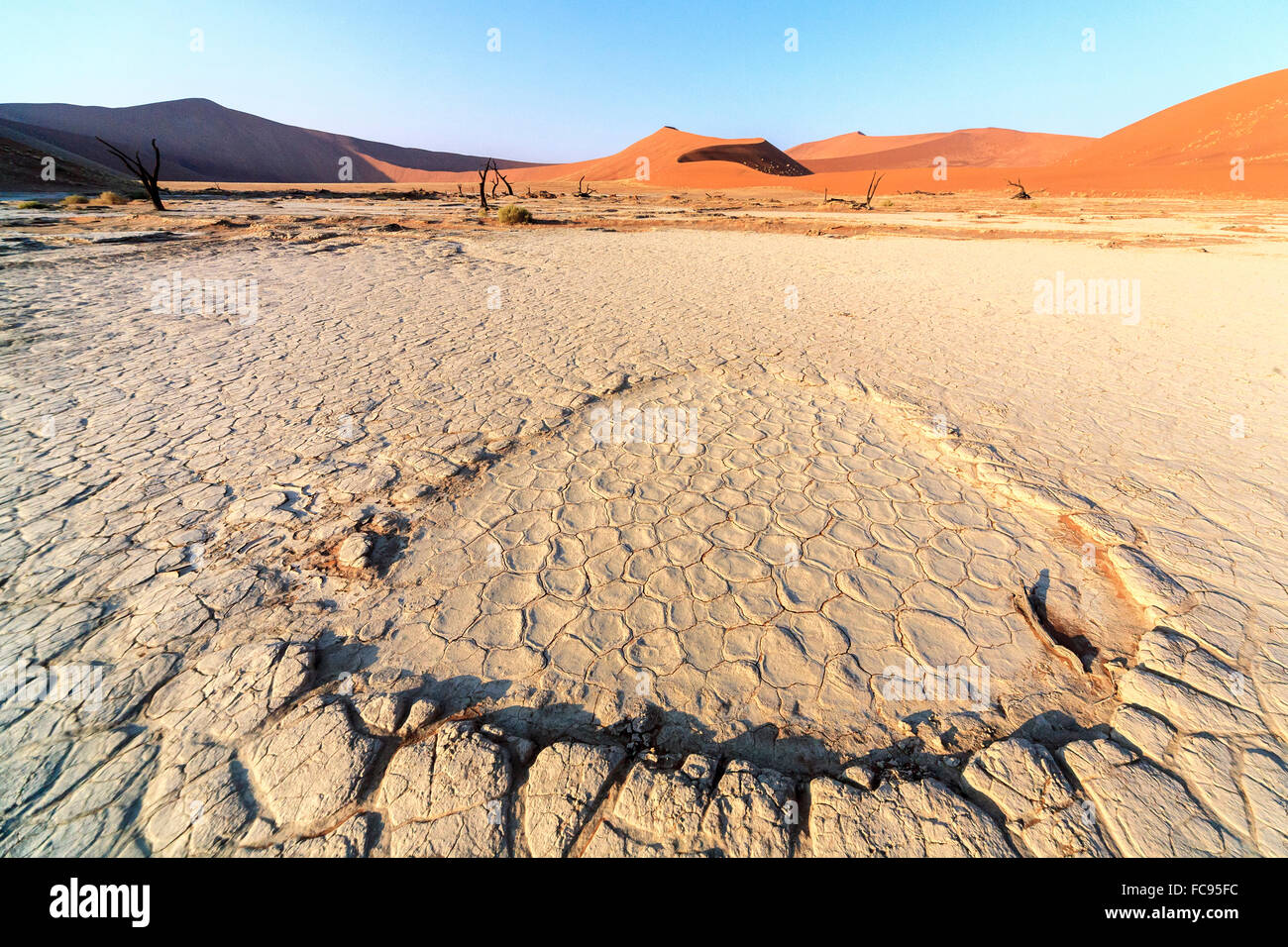 Ausgedörrte Boden und tot Acacia, Deadvlei, Sossusvlei, Namib-Wüste Namib-Naukluft-Nationalpark, Namibia Stockfoto