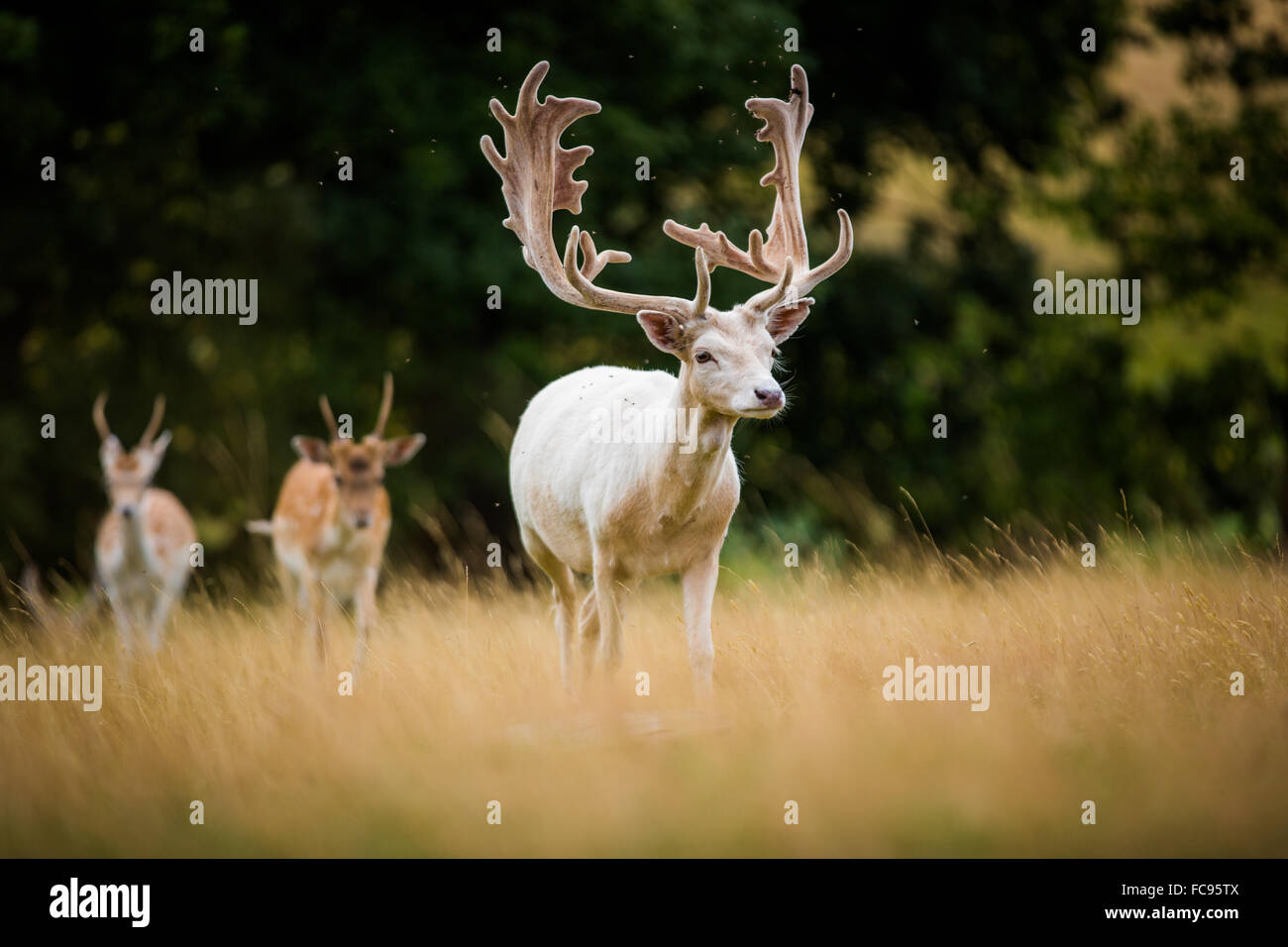 Hirsch, Vereinigtes Königreich, Europa Stockfoto