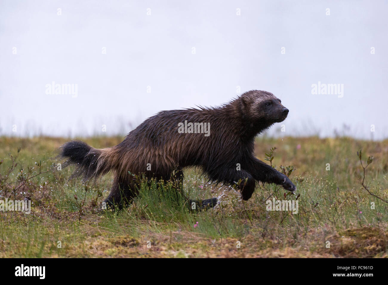 Vielfraß (Gulo Gulo), Kuhmo, Finnland, Skandinavien, Europa Stockfoto