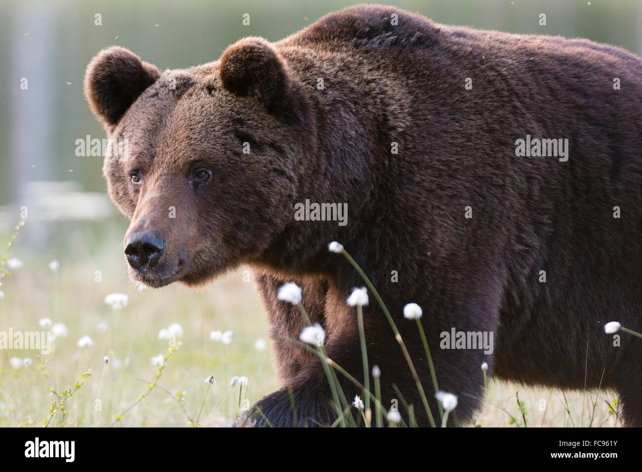 Europäischer Braunbär (Ursus Arctos), Kuhmo, Finnland, Skandinavien, Europa Stockfoto