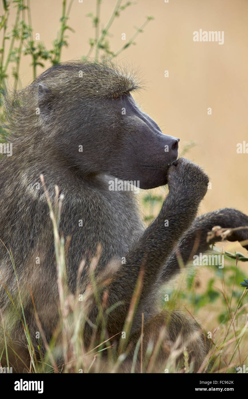 Chacma baboon (Papio ursinus), Krüger Nationalpark, Südafrika, Afrika Stockfoto