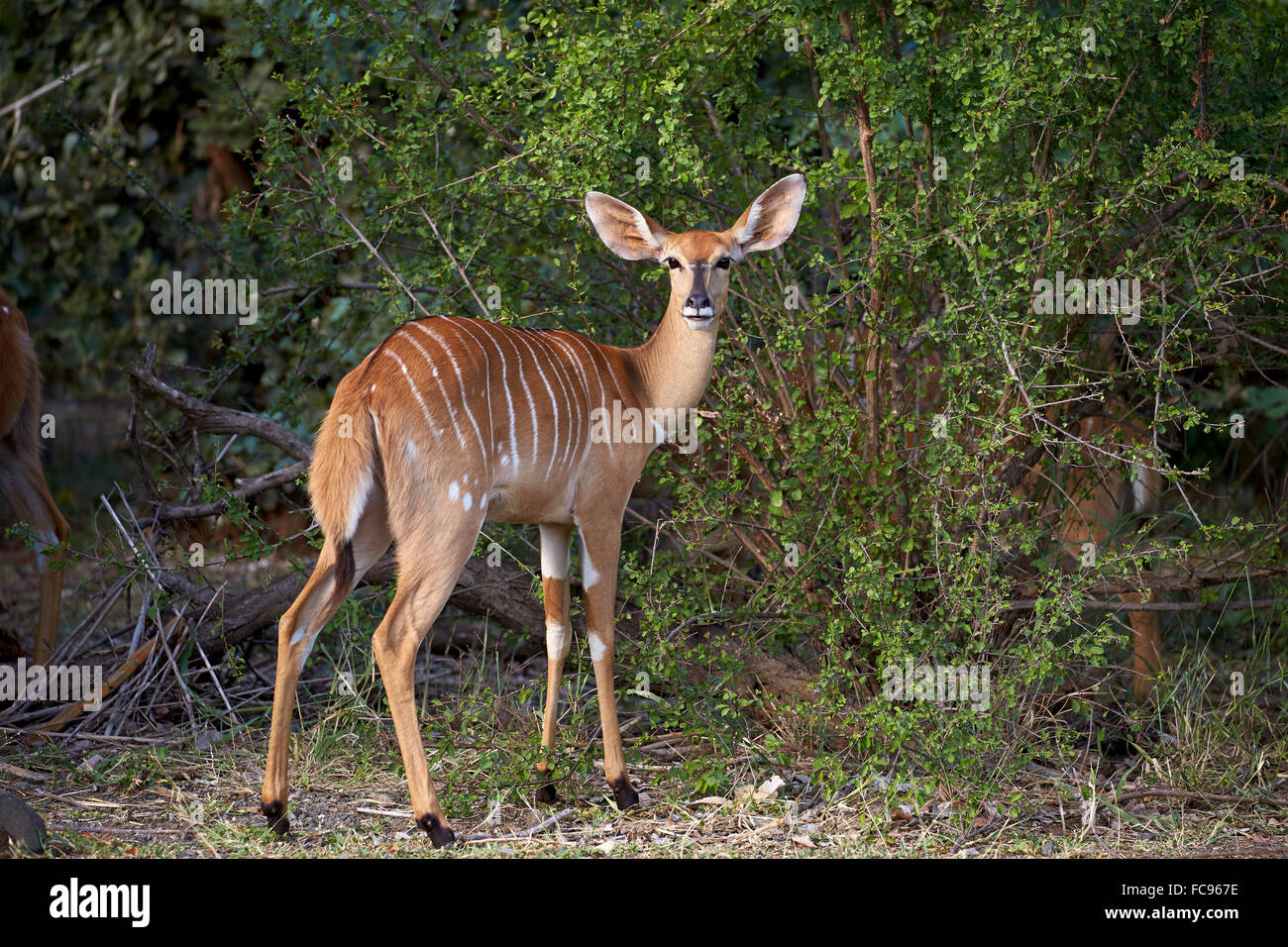 Nyala (Tragelaphus Angasii) weiblich, Krüger Nationalpark, Südafrika, Afrika Stockfoto