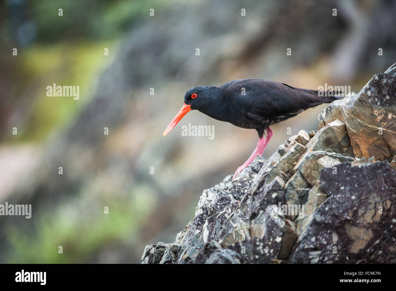 Austernfischer (Haematopus), Coromandel Halbinsel, North Island, Neuseeland, Pazifik Stockfoto