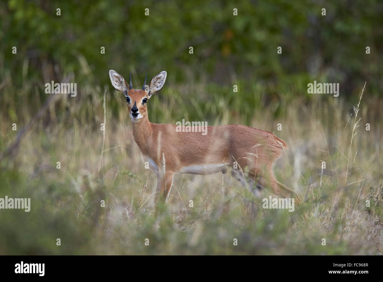 Steinböckchen (Raphicerus Campestris) Bock, Krüger Nationalpark, Südafrika, Afrika Stockfoto