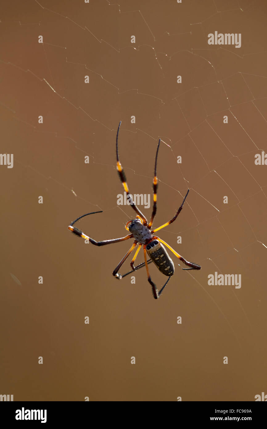 Goldene Kugel gebändert-beinigen Spinne (Nephila Senegalensis), Krüger Nationalpark, Südafrika, Afrika Stockfoto