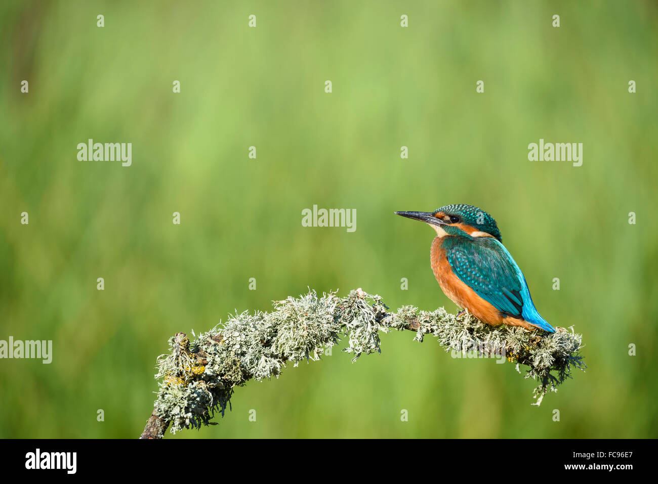 Eisvogel (Alcedo Atthis), Vereinigtes Königreich, Europa Stockfoto
