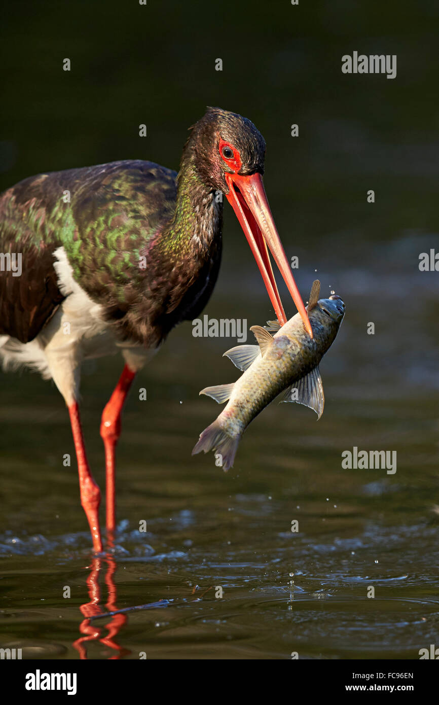 Schwarzstorch (Ciconia Nigra) mit einem Fisch, Krüger Nationalpark, Südafrika, Afrika Stockfoto