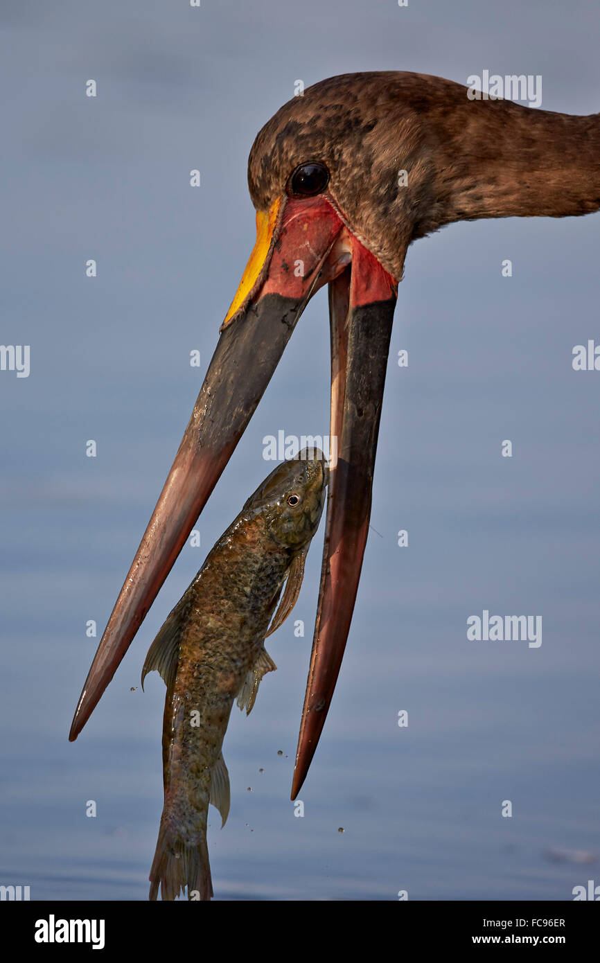 Sattel – abgerechnet Storch (Nahrung Senegalensis) mit einem Fisch, Krüger Nationalpark, Südafrika, Afrika Stockfoto