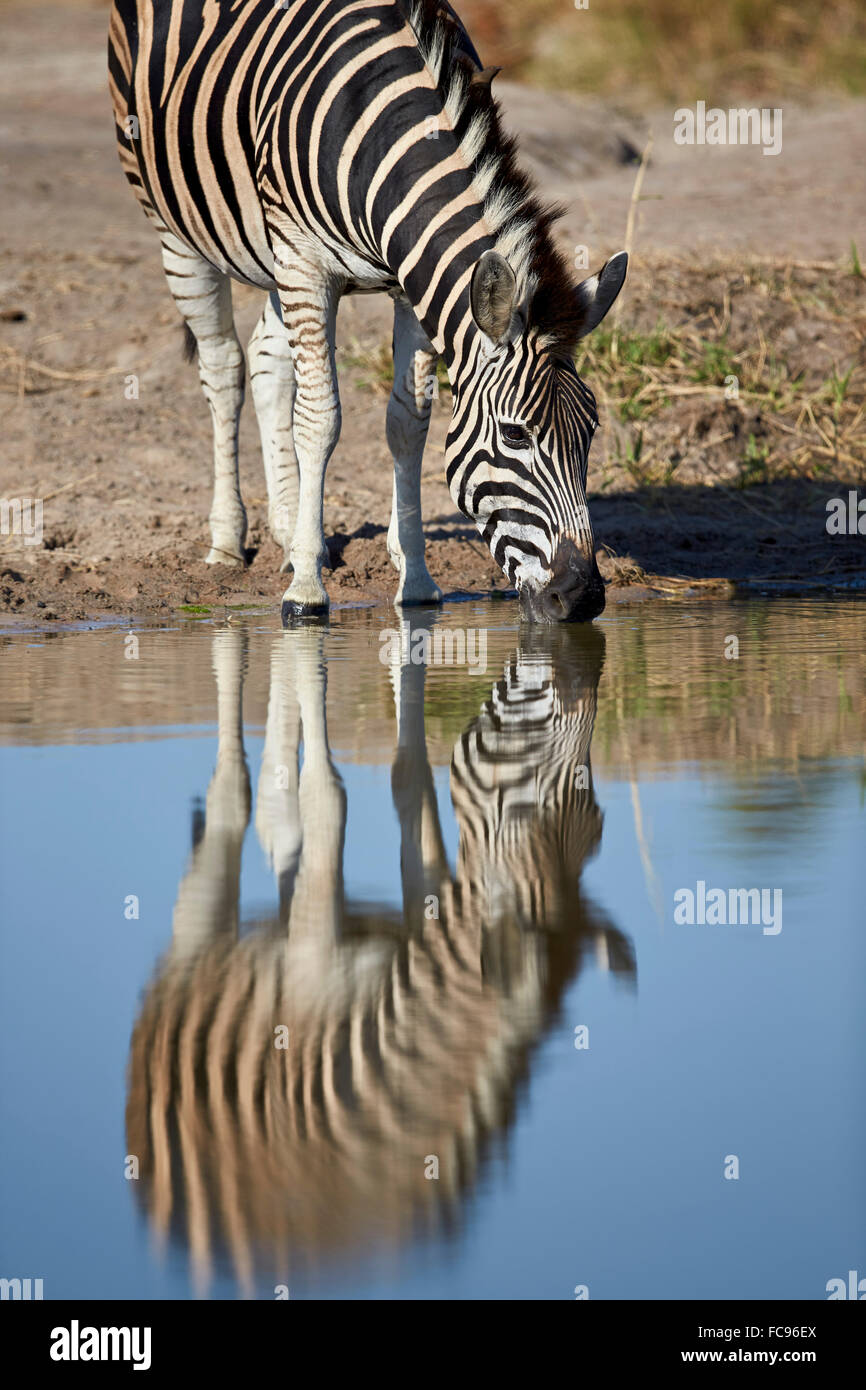 Gemeinsamen Zebra (Plains Zebra) (Burchell Zebra) (Equus Burchelli) trinken mit Reflexion, Krüger Nationalpark, Südafrika Stockfoto
