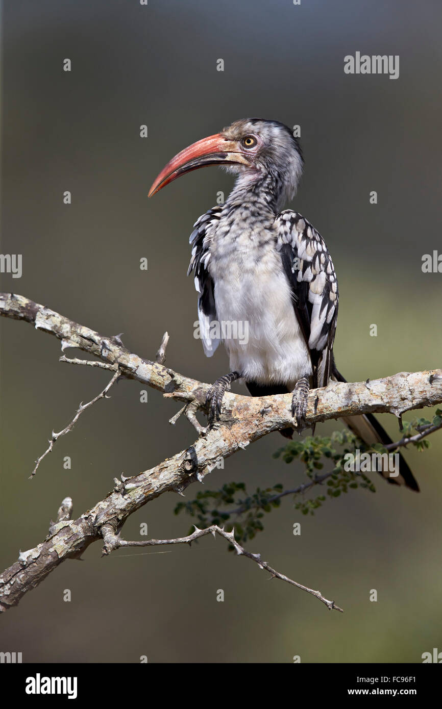 Südlichen rot-billed Hornbill (Tockus Rufirostris), Krüger Nationalpark, Südafrika, Afrika Stockfoto