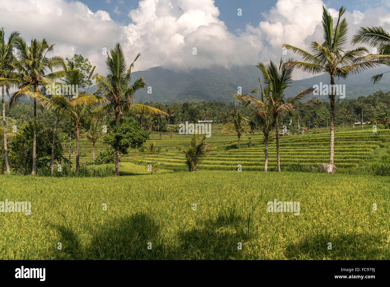 die Jatiluwih Reis-Terrassen, UNESCO-Welterbe auf Bali, Indonesien Stockfoto