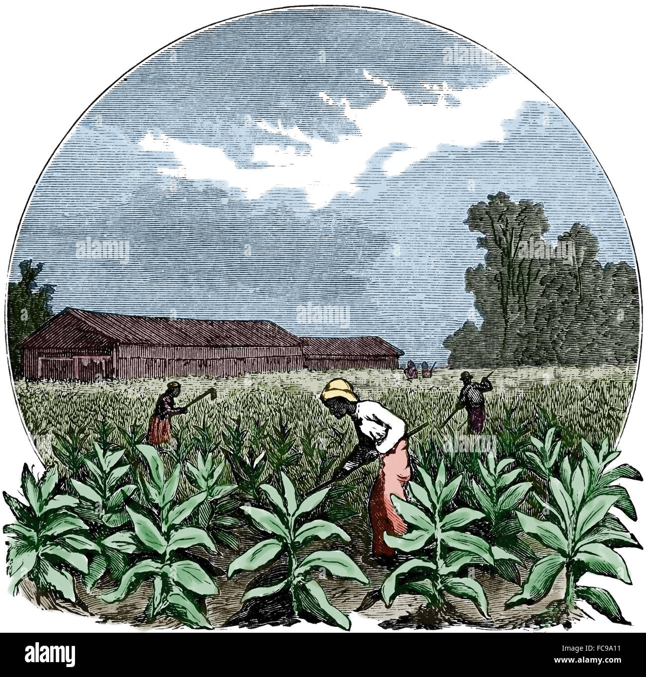 Nord-Amerika. Ernte, Tabak. Kupferstich, 1891. Farbe. Stockfoto