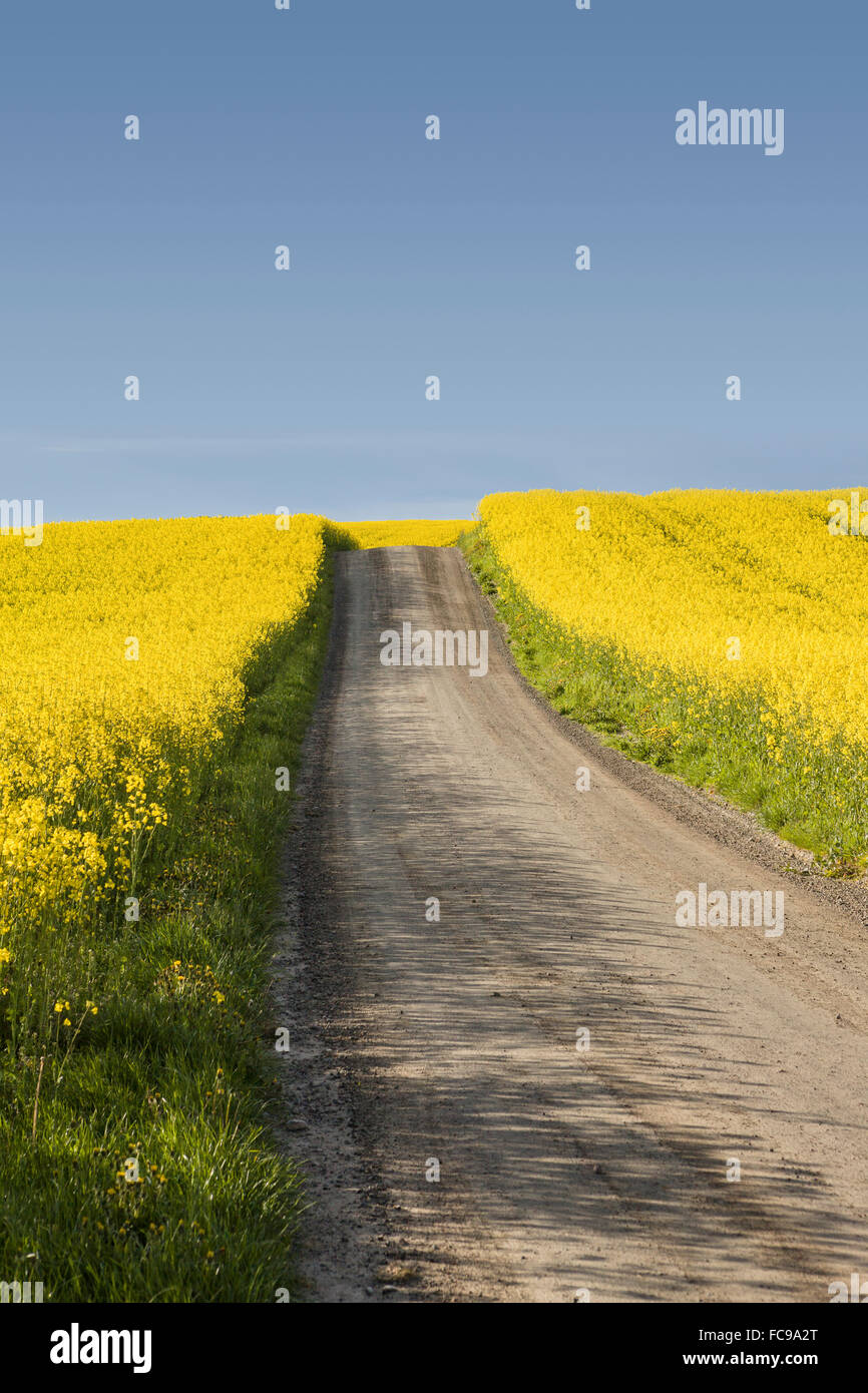 Ländliche Straße und gelbe Rapsfelder in Skane / Scania, Südschweden ...