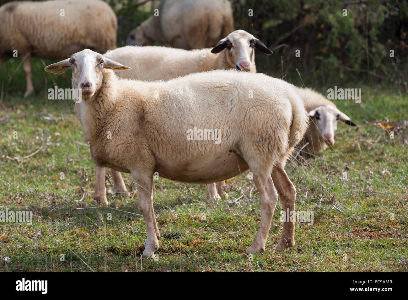 Schafe, Tarn, Südfrankreich Stockfoto
