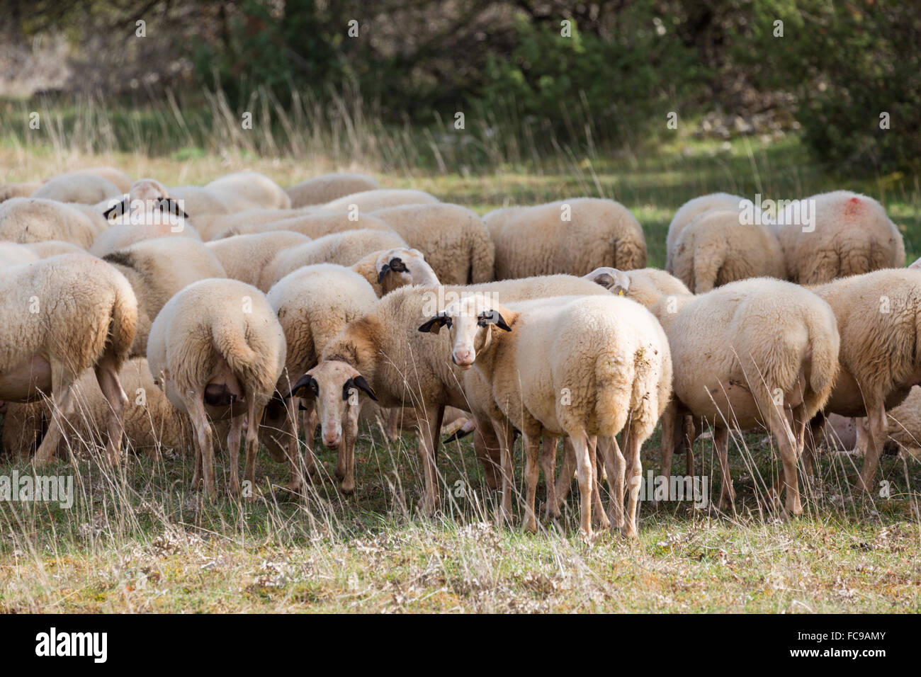 Schafe, Tarn, Südfrankreich Stockfoto