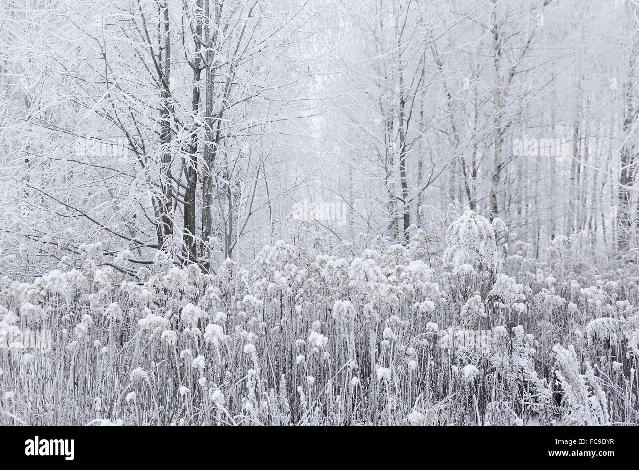 Schönen weißen gefrorenen Winterzauber im Wald. Litauen, Europa Stockfoto