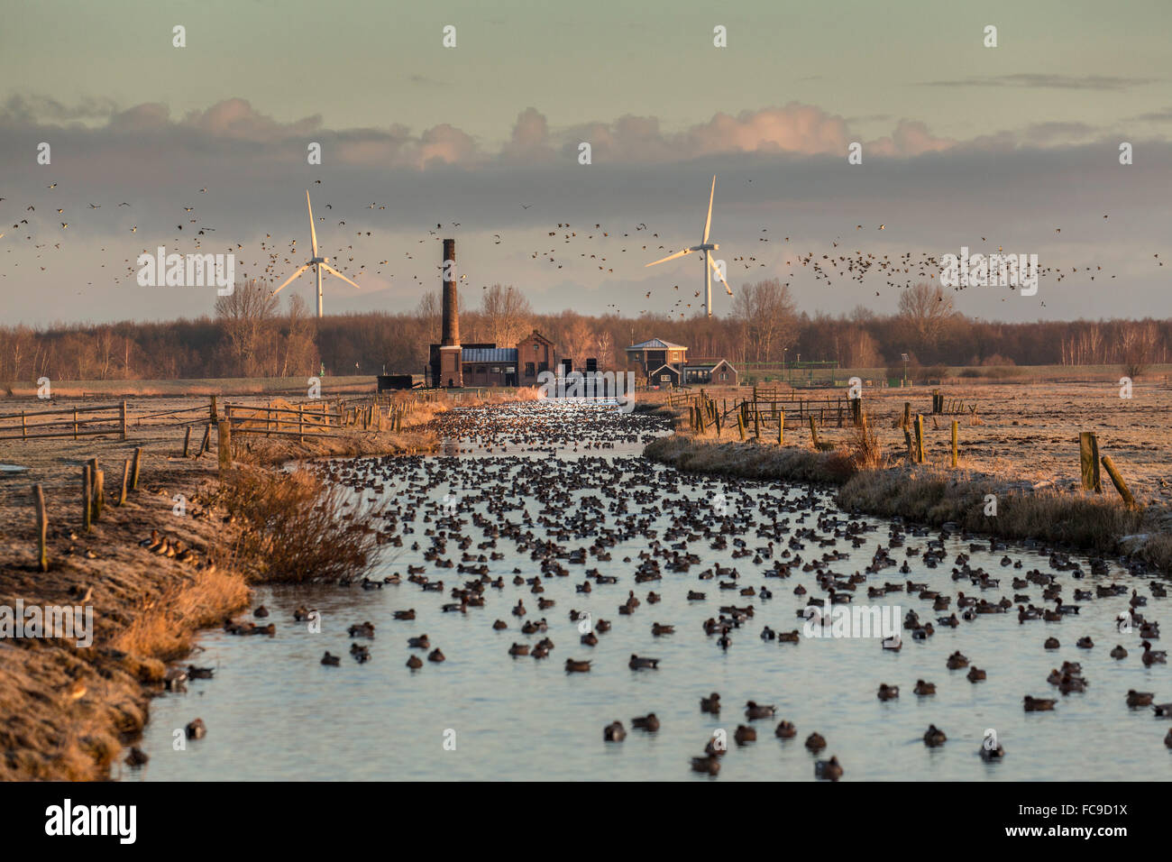 Niederlande, Nijkerk, Arkemheen Polder, ehemalige Dampf angetriebene Pumpwerk Hertog Reijnout. Wasservögel Stockfoto