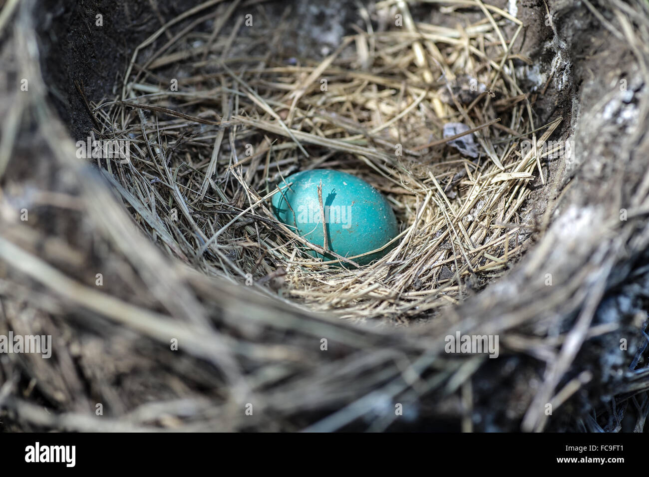 Eine einsame Robin Ei in einem Nest. Stockfoto