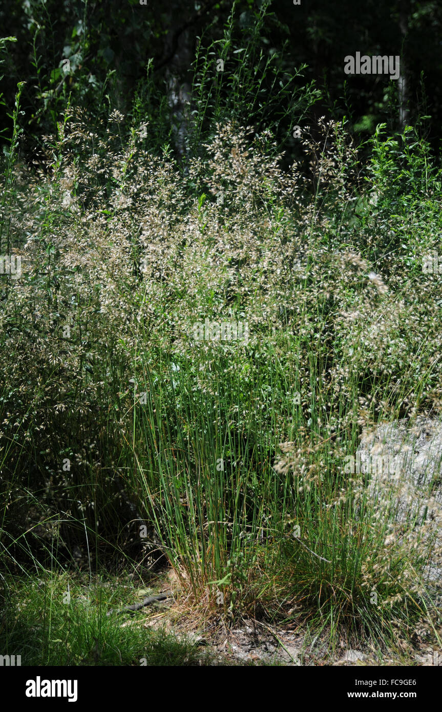 Welliges Haar-Rasen Stockfoto