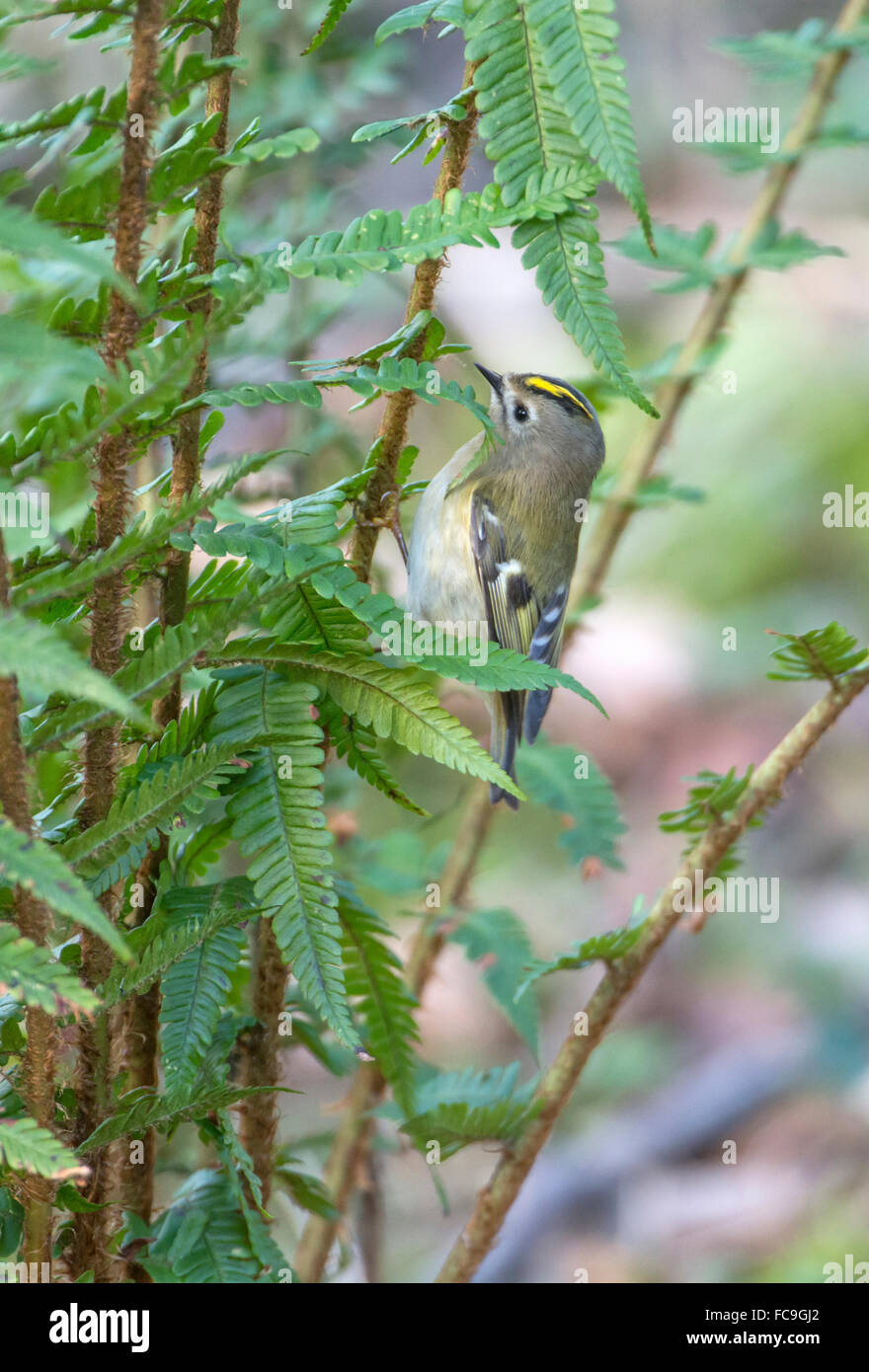 Wintergoldhähnchen (Regulus Regulus) Futter für Wirbellose in Basis ein Büschel Farn. Stockfoto