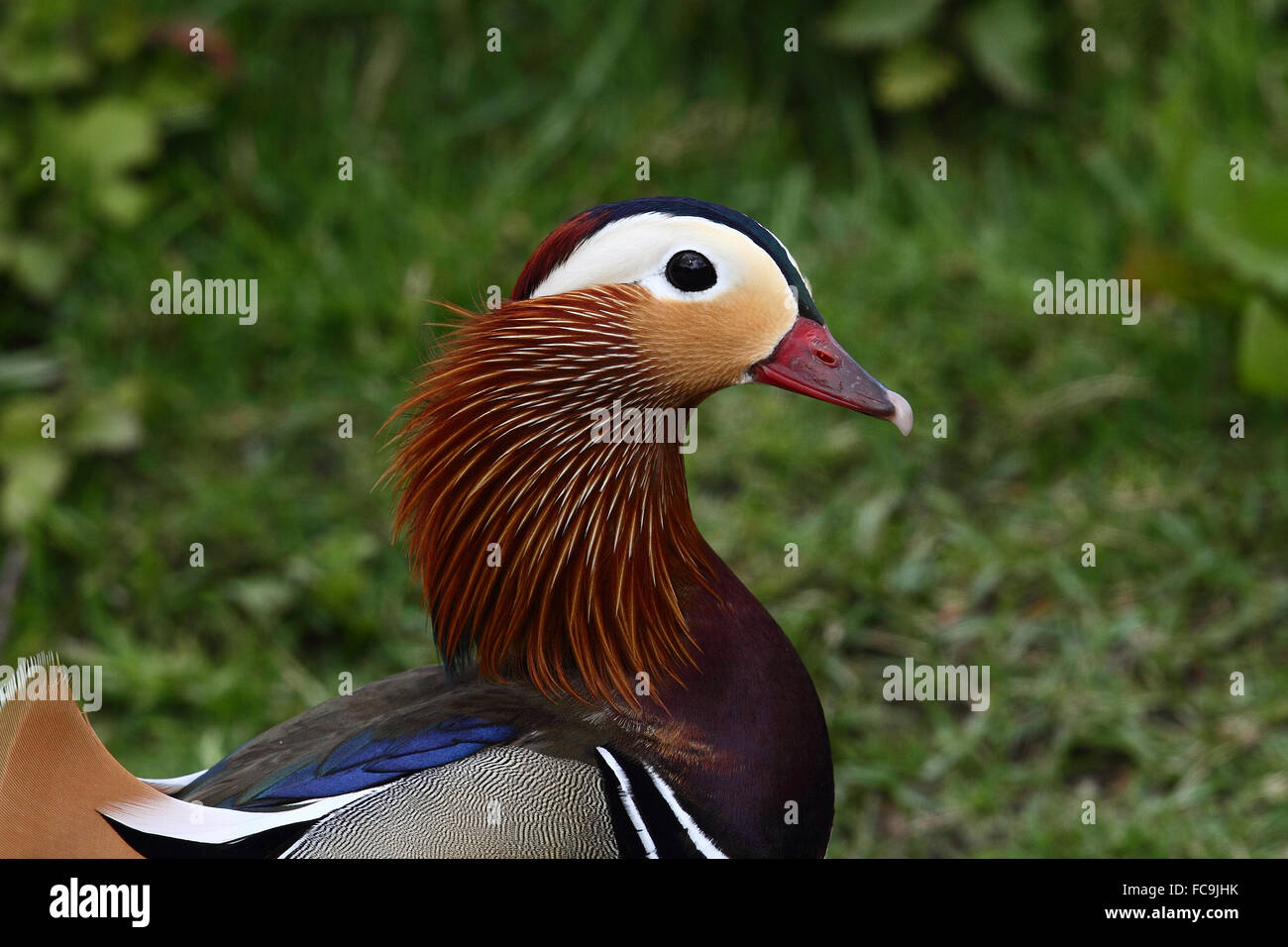 Mandarinente (Aix Galericulata) Stockfoto