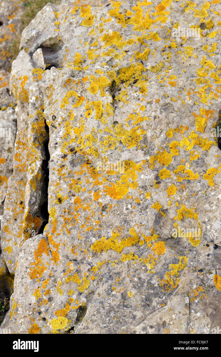 Crustose Flechten auf Felsen. Stockfoto