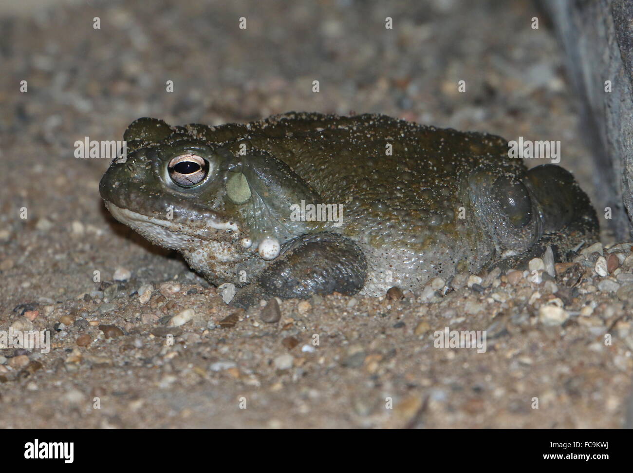 North American Colorado River Kröte (Incilius Alvarius), alias Sonora-Wüste Kröte, größte Kröte in den USA Stockfoto