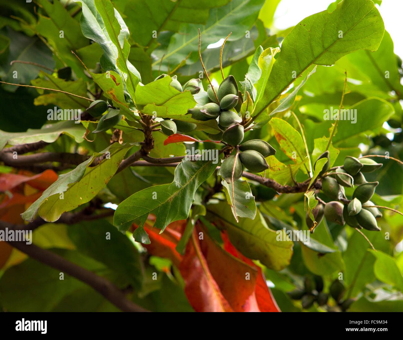 tropische Pflanze Asiens mit grünen Früchten, eine Pflanze, Tropen, Asien, Indien, grün, Früchte, Flora der Tropen, Bäume, Menschen Stockfoto