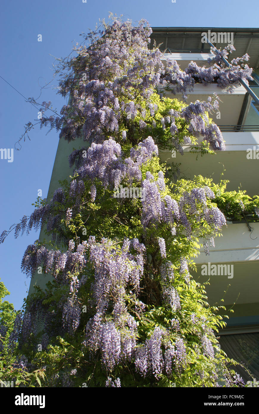 Chinesische wisteria Stockfoto