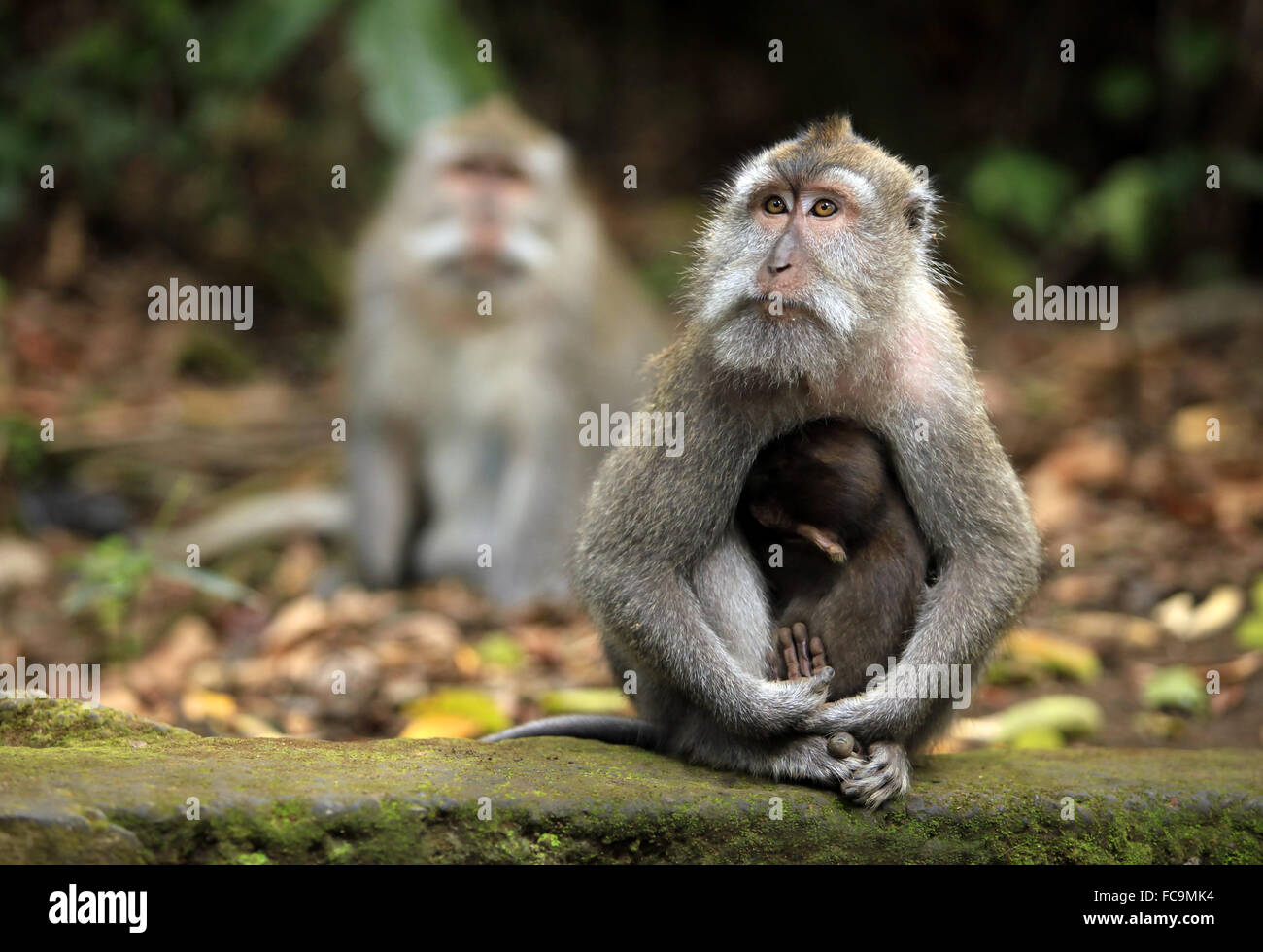 Familie der Affen Stockfoto