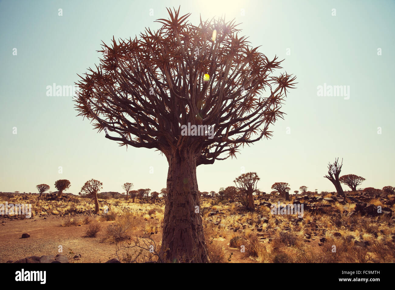 Afrikanischen Baum Stockfoto