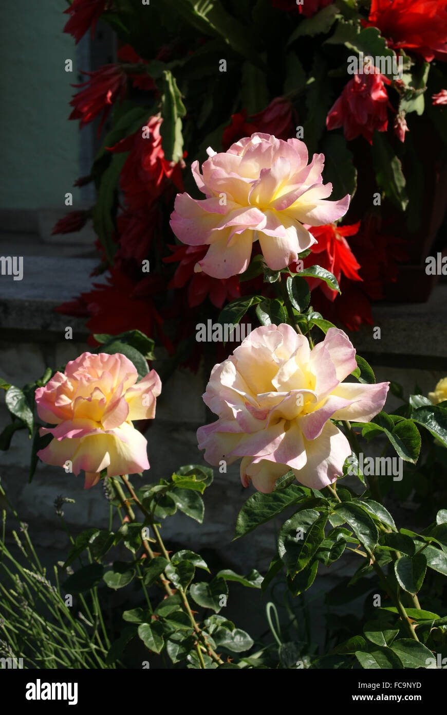 Hybrid-Rose Art Gloria Dei Synonym Frieden Stockfoto