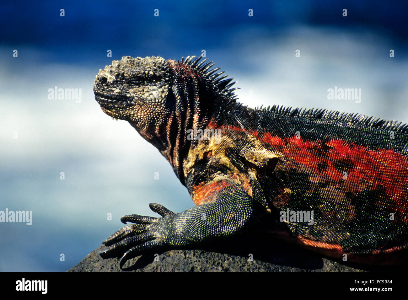 Marine iguana Stockfoto